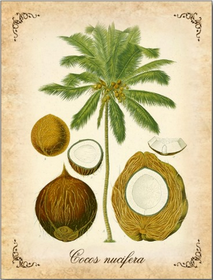 Kokosnuss-Weinlese-Illustration