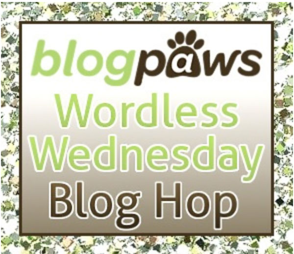 blog-paws-blog-hop