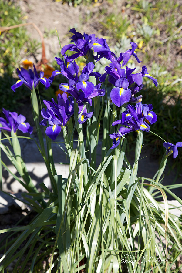 Blaue Iris aus meinem Garten