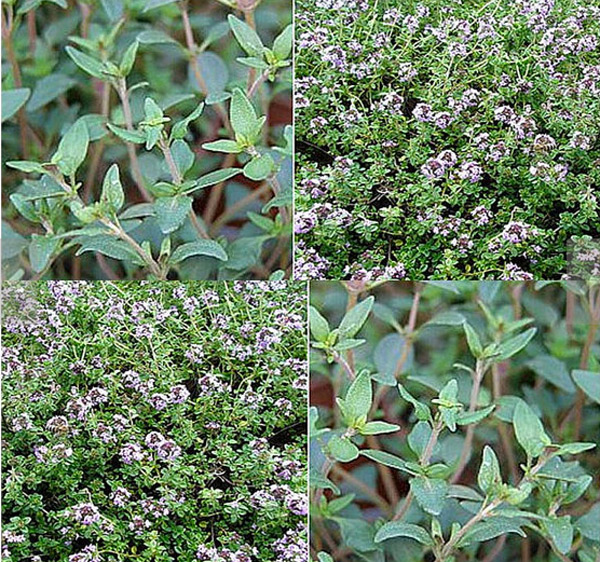 Thyme Seeds via All About Seeds