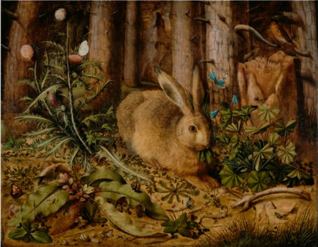 hare-in-the-forest.jpg