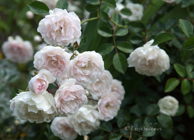 white-roses.jpg
