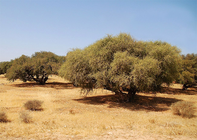 Argan Tree Grove über Wikipedia