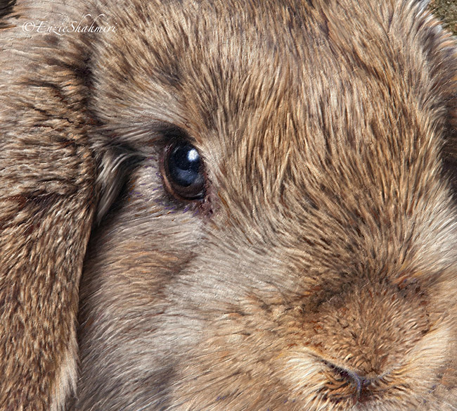 rabbit-painting-close-up.jpg