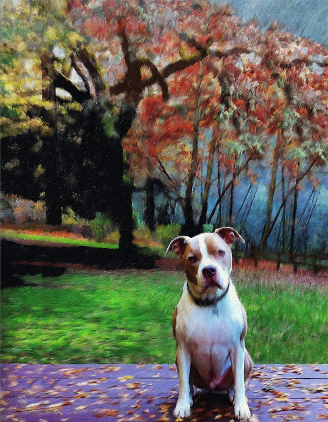 pitbull-portrait-by-nc.jpg