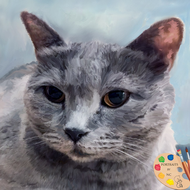 Britisches Kurzhaar-Katzenporträt