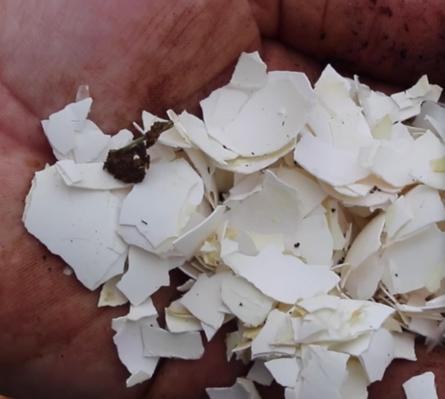 Crushed egg shells break down faster