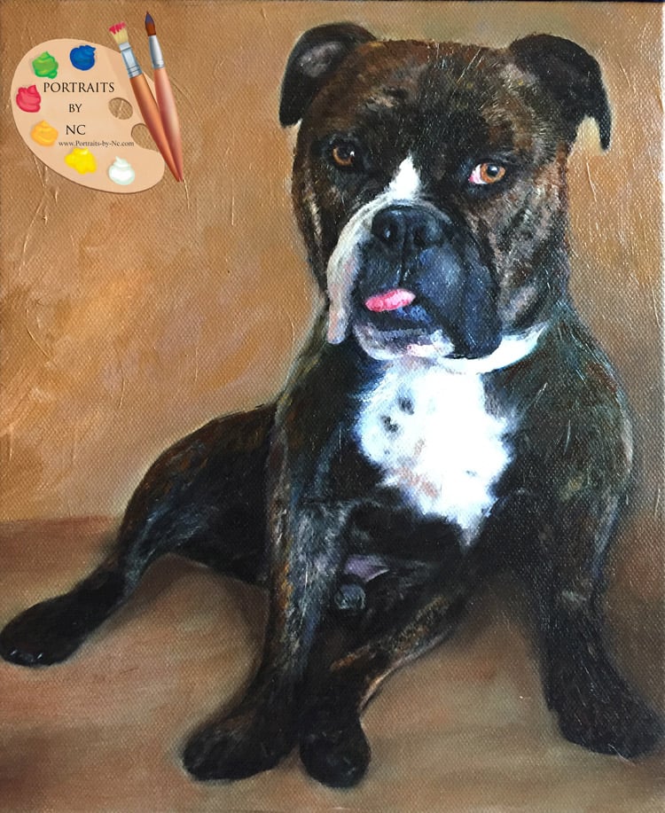 Englische Bulldogge-Porträt