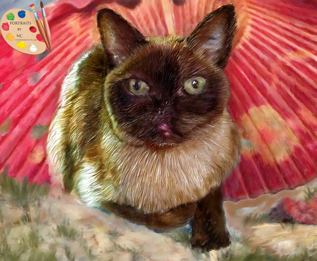 burmese-cat-portraits-by-nc.com