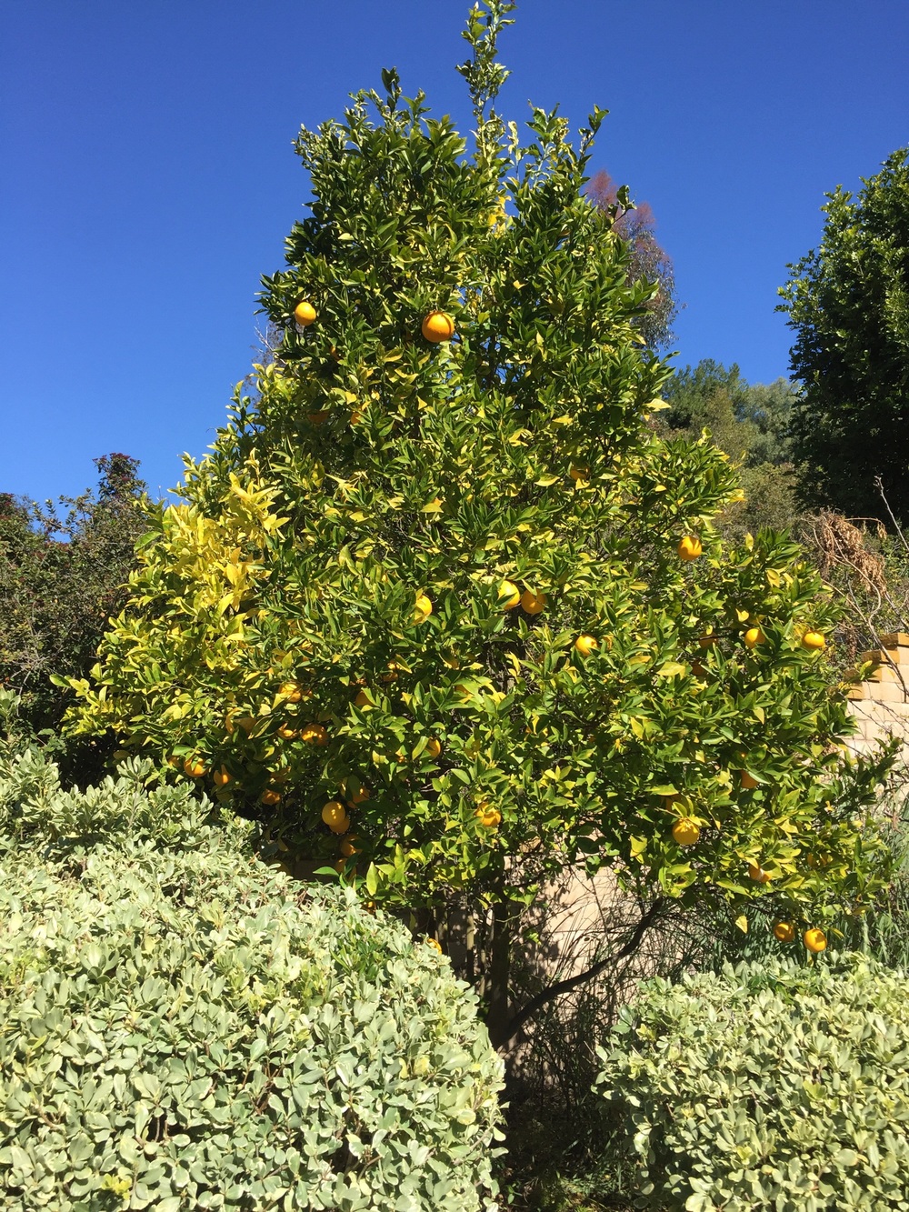Zitronen- und Orangenbaum