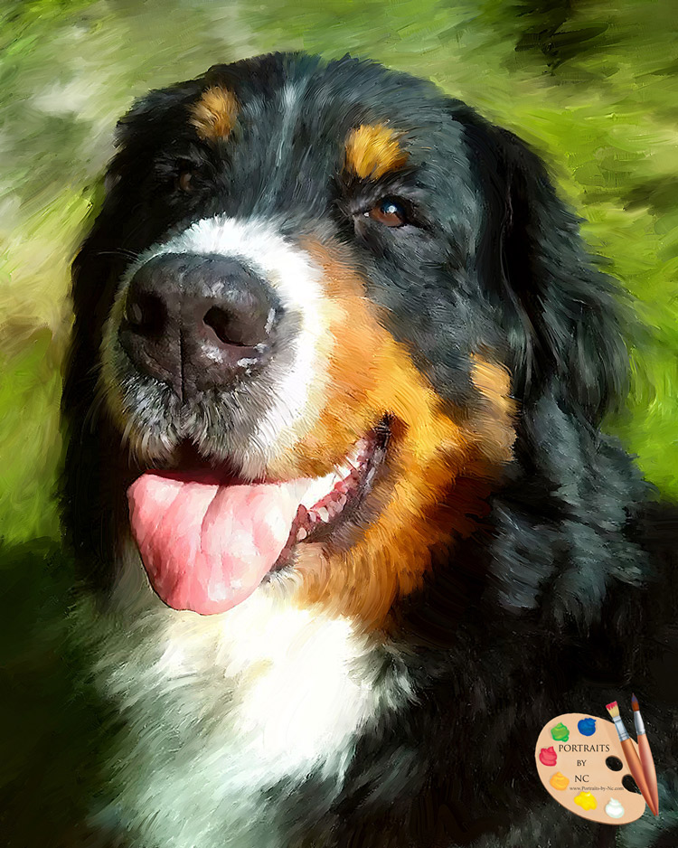 Bernese Mountain Dog - Portraits by NC