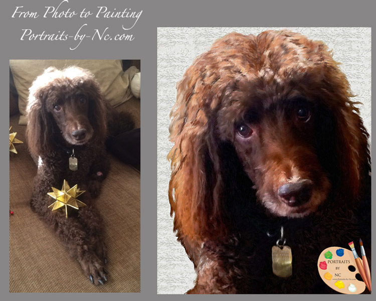 Poodle Before After