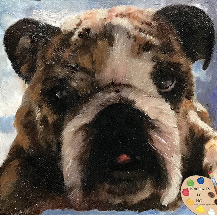 Bulldog Portrait