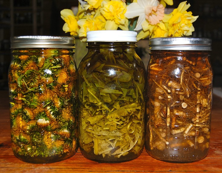 From left to right: dandelion flower oil, dandelion leaf tincture and dandelion root tincture. 