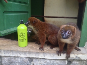 This lemur was curious about what a Hatch water bottle tasted like