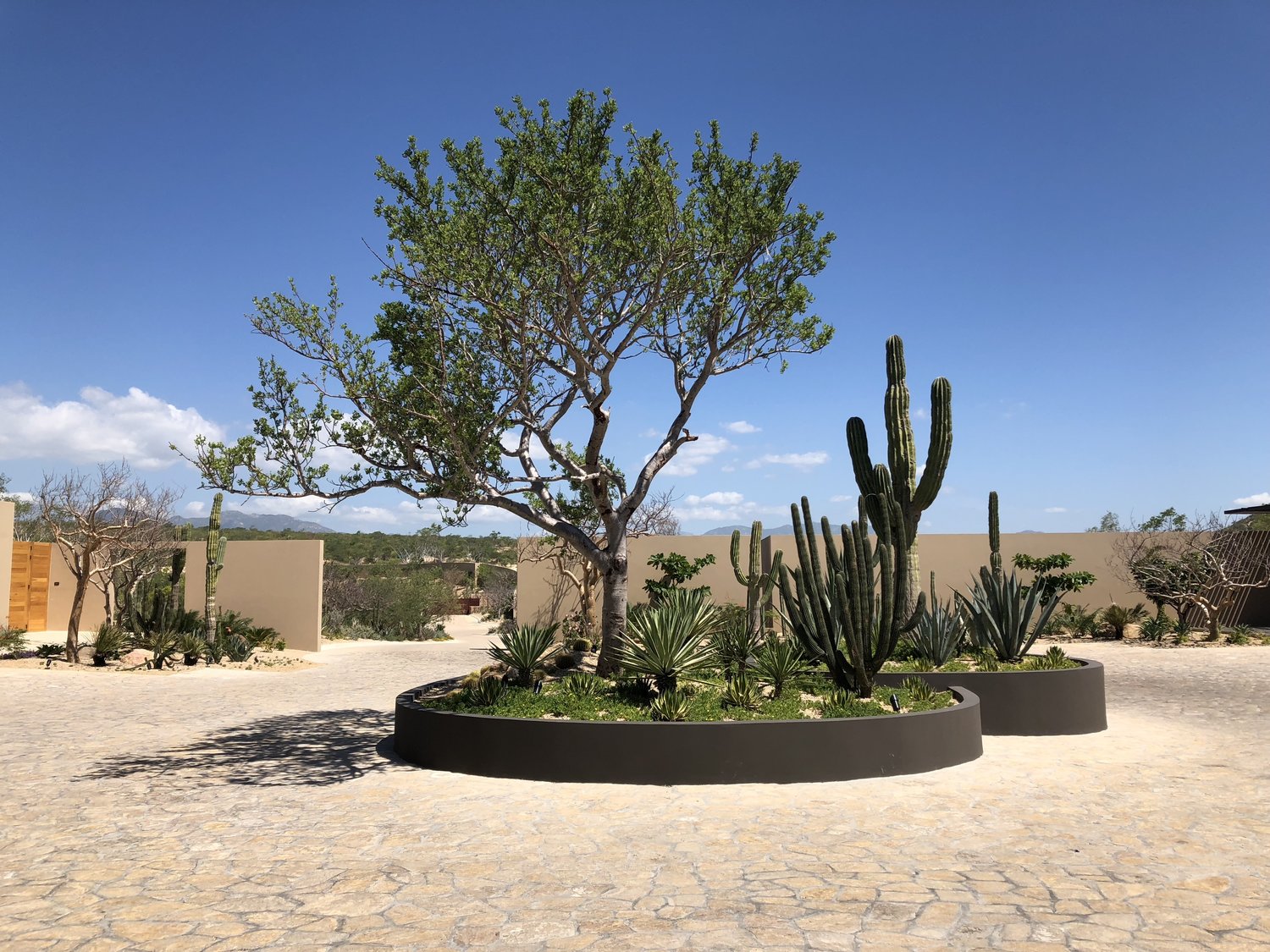 Montage Los Cabos - Front Drive with Desert Landscaping
