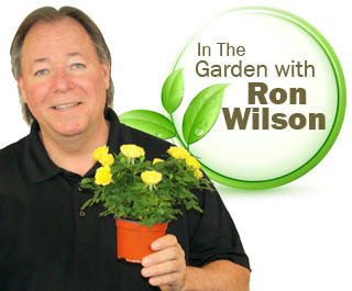 Image result for about in the garden with ron wilson