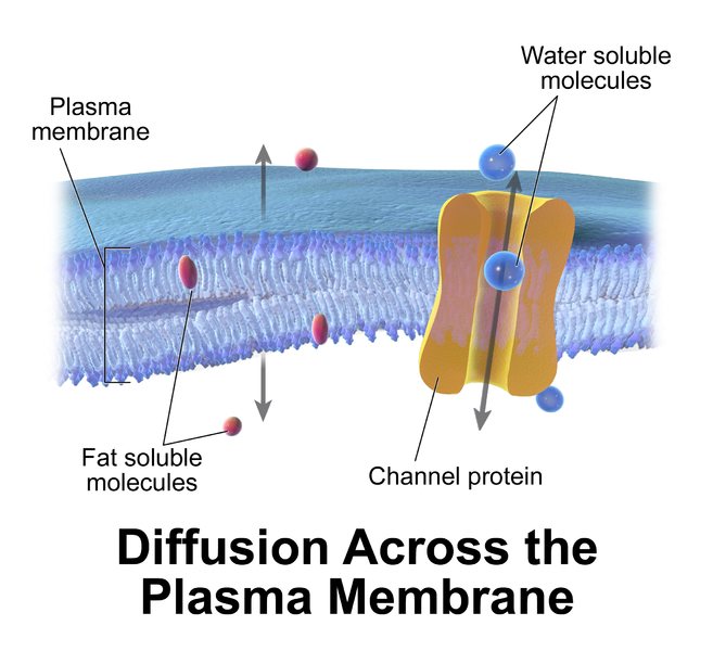 When does water stop moving across a membrane?