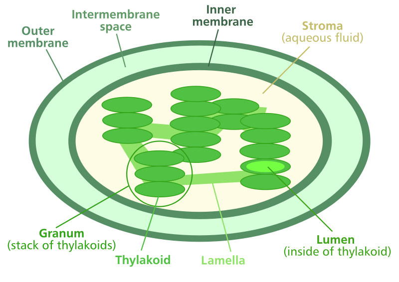 Anatomy of a chloroplast