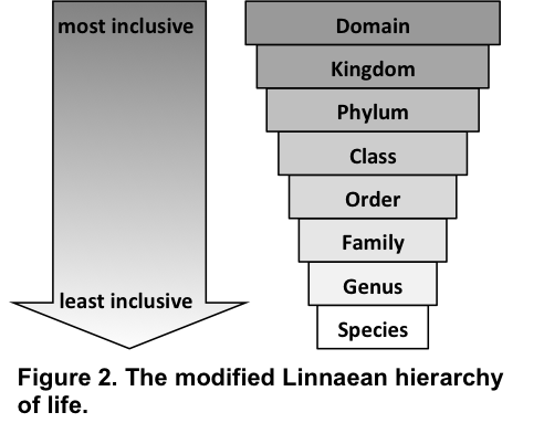 biological hierarchy from kingdom to species