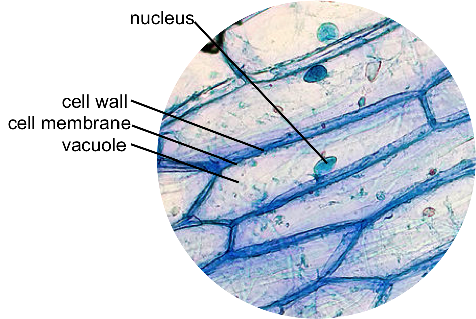 What is the nonliving material that makes up the cell walls of plant cells?