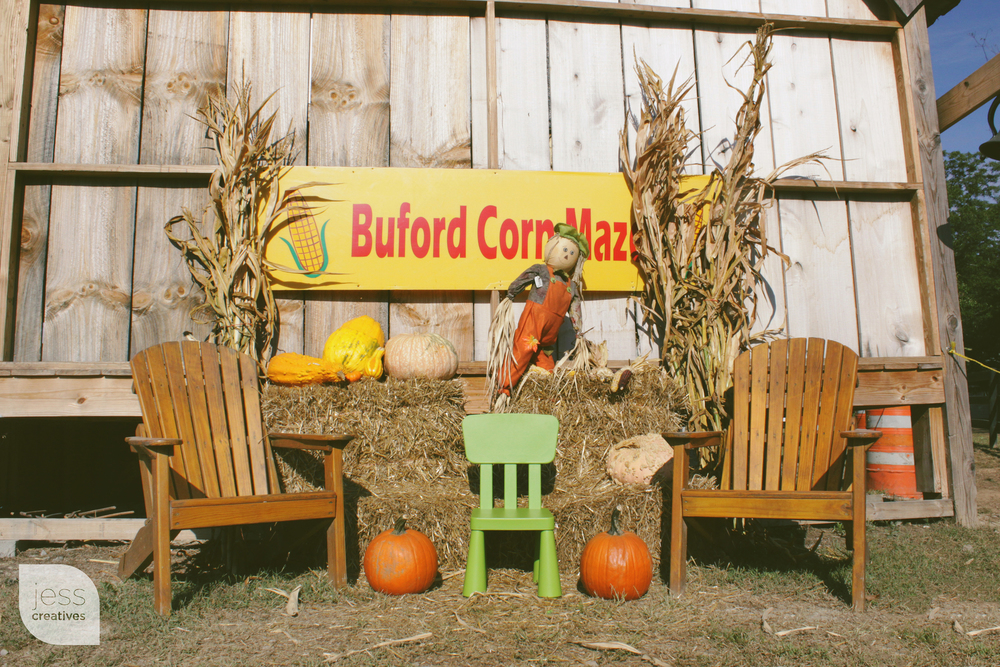 Frank the Chair Visits the Buford Corn Maze