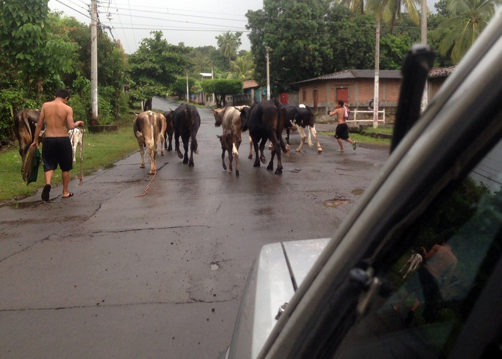 el-salvador-cows-in-road-01.jpeg