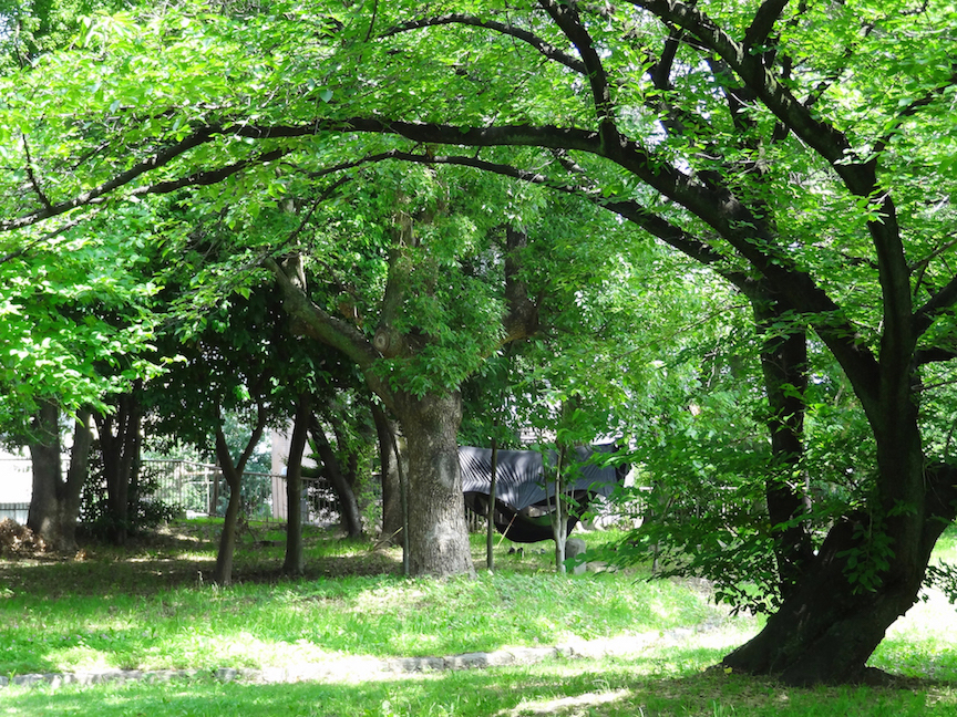 Beautiful+trees+in+Nagoya+park.jpeg