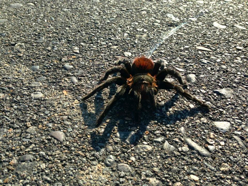  We saw this little guy shooting webs at our breakdown site 