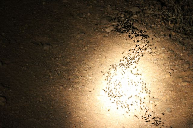  Small river of ants on the warpath!&nbsp; 