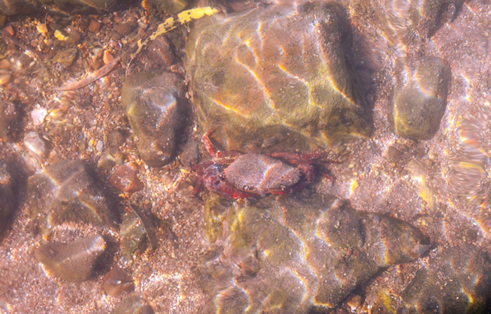  Little fresh water crab 