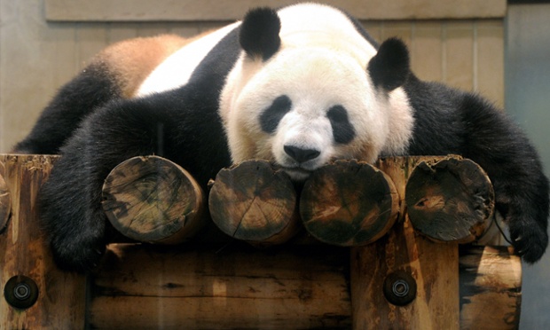 Giant Panda, Photo from Ueno Zoo 