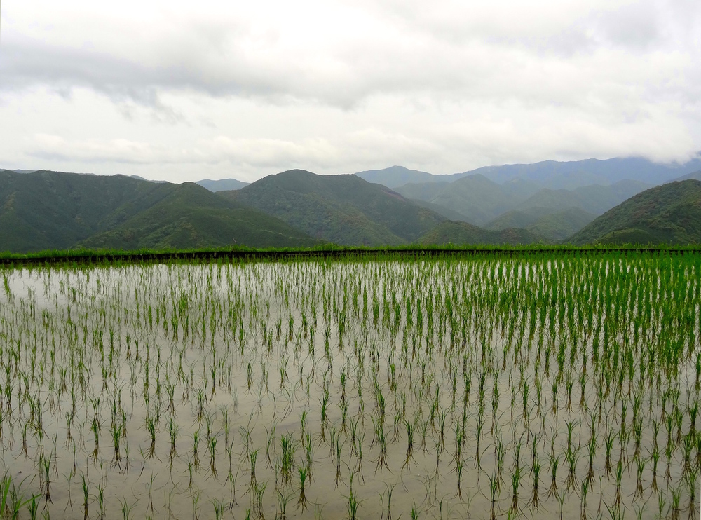  Rice field in Takahara&nbsp; 