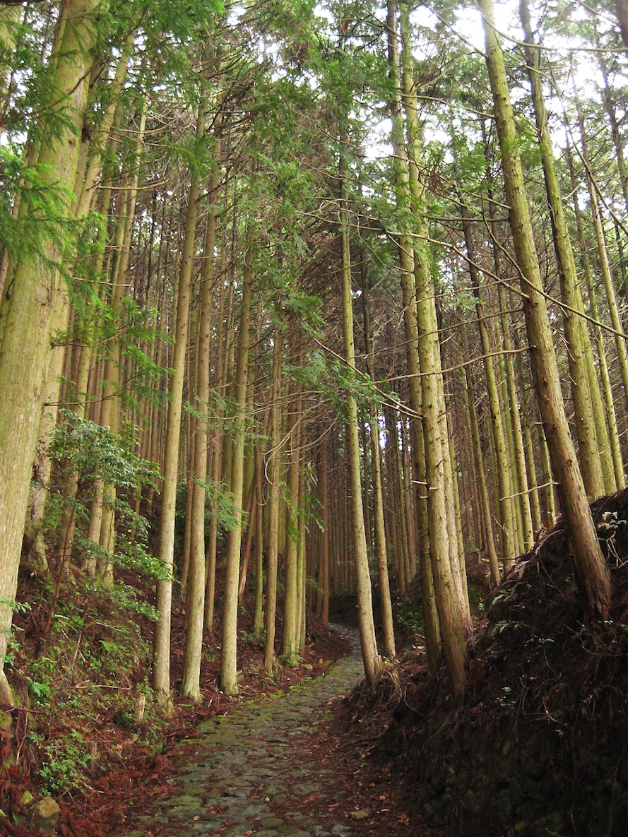 Woods on Kumano Kodo Hike between Takahara&nbsp;and Jujo-oji 