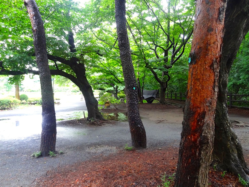  Nubé&nbsp;and Hammocks in Mitaka, Tokyo Inokashira Park 