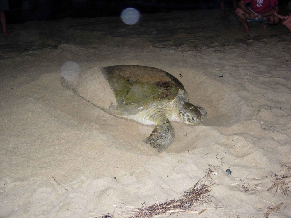   A nesting Logger Head Sea Turtle  