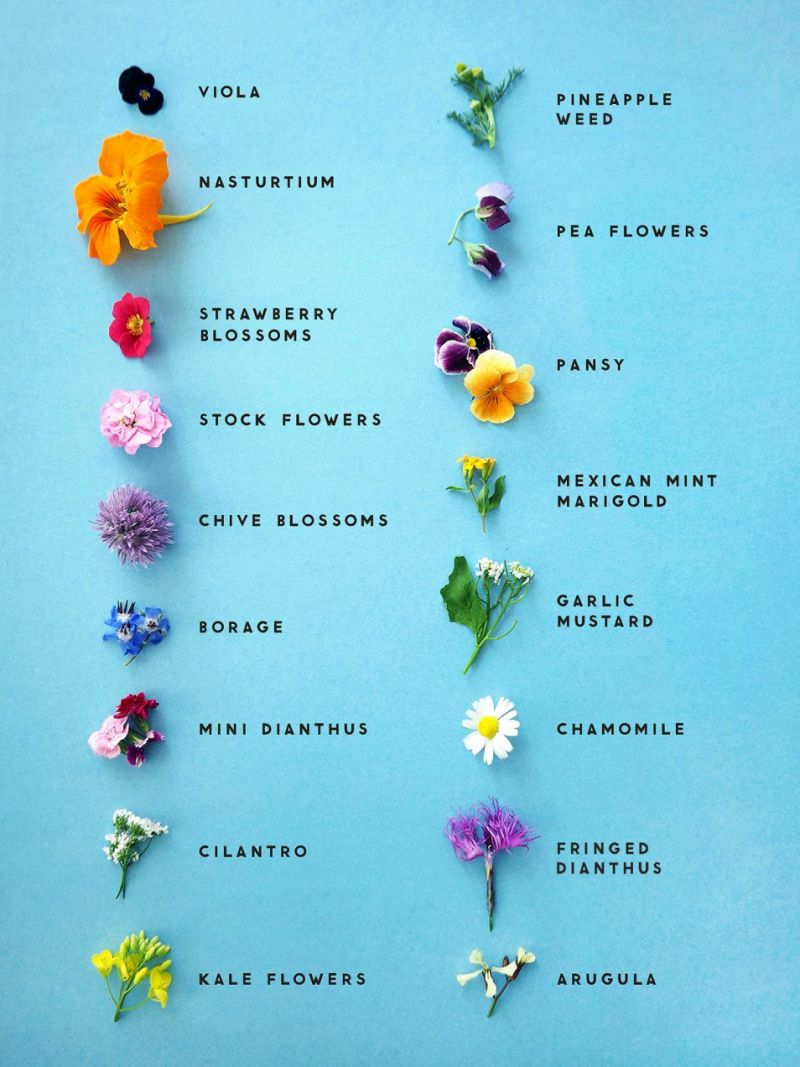 A List of Edible Flowers & How to Use Them - This Healthy Table
