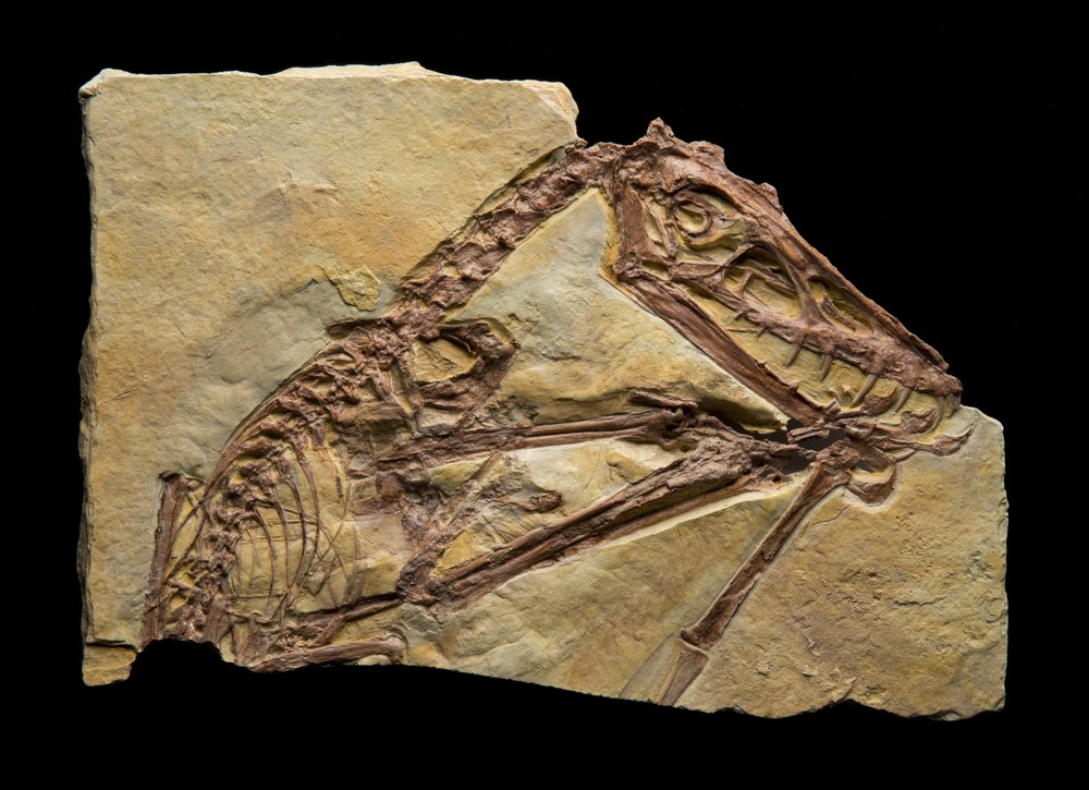 4.+Scaphognathus+fossil+cast.jpg