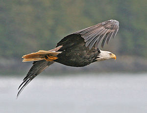 Bald Eagle.jpg
