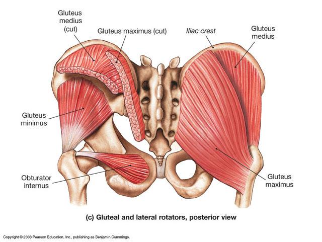 Pelvic Floor Muscles Describe The Structure And Function Of The