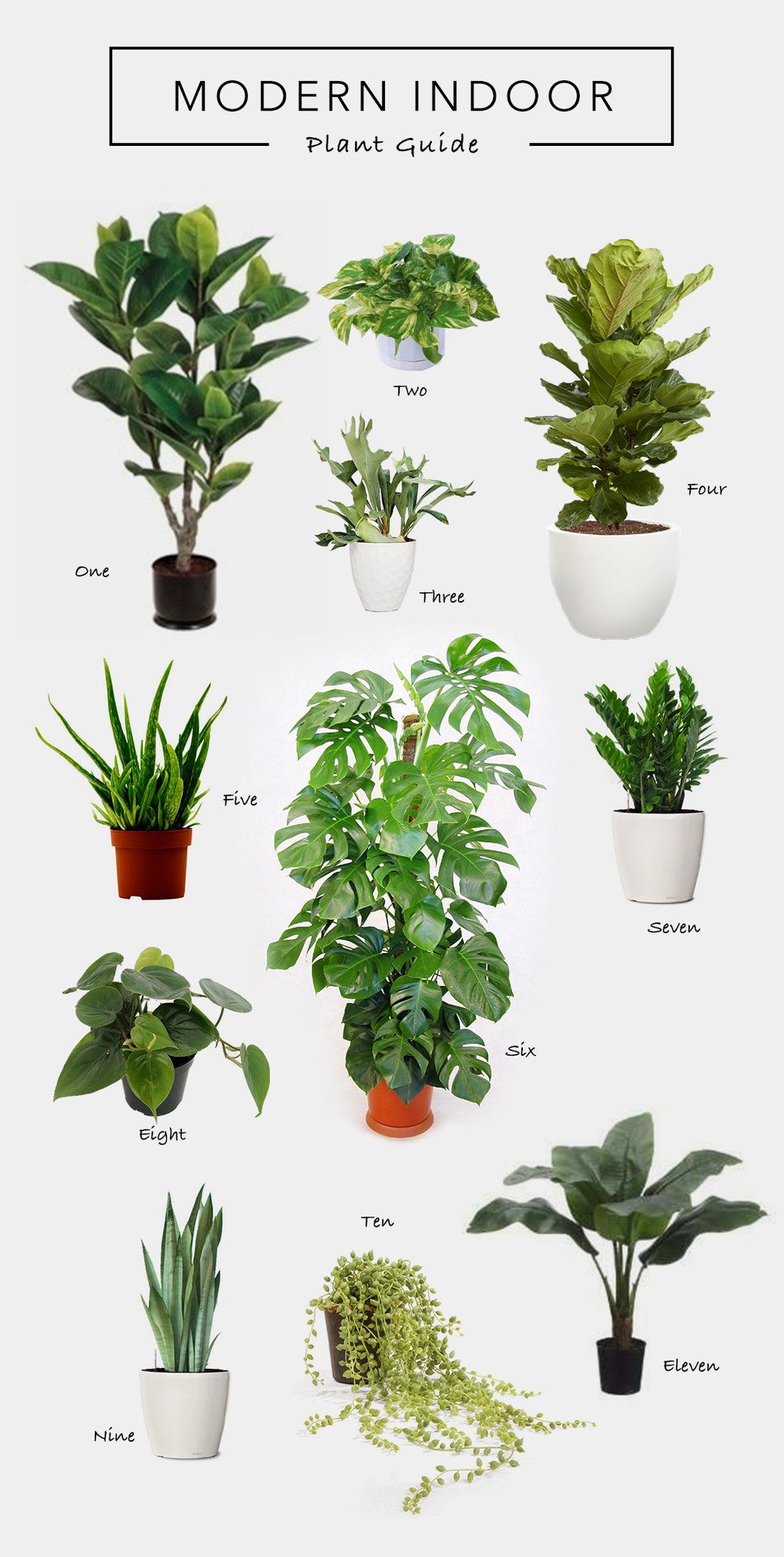  modern  house  plants 