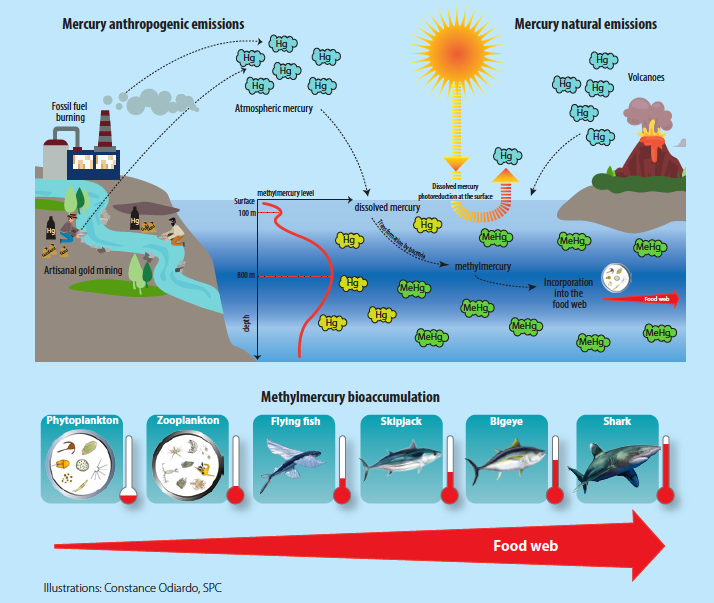 Where does the methylmercury in the ocean come from? — Francisco Blaha