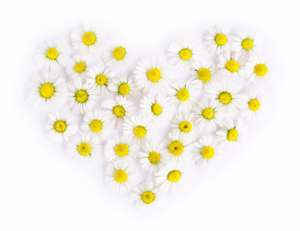  Heart of Daisies 