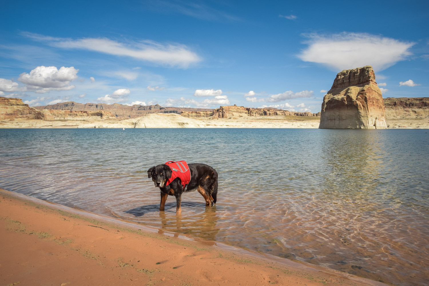 Living On The Road With Dogs: FAQ — Live Small | Ride Free ...