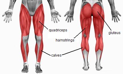 Leg muscles diagram simple