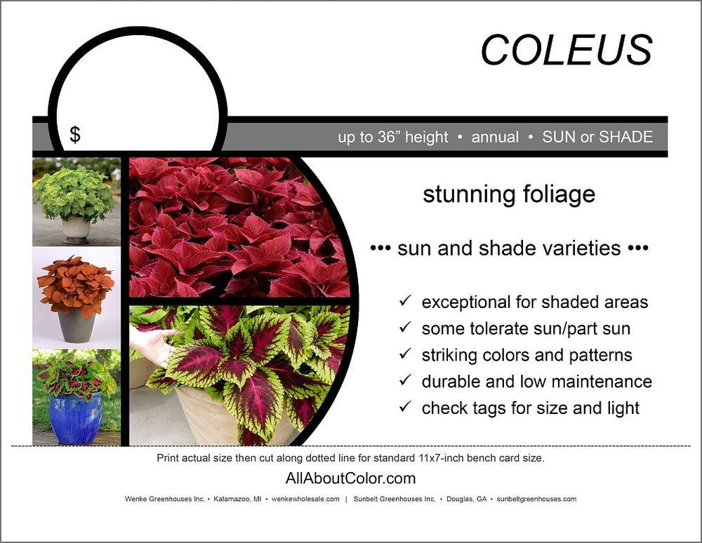 coleus-collection-all-about-color
