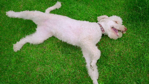 Why You Should Not Let Your Dog Rub on Pesticide Treated Grass — WashPaw Nashville Grooming & Self-Serve Dog Wash