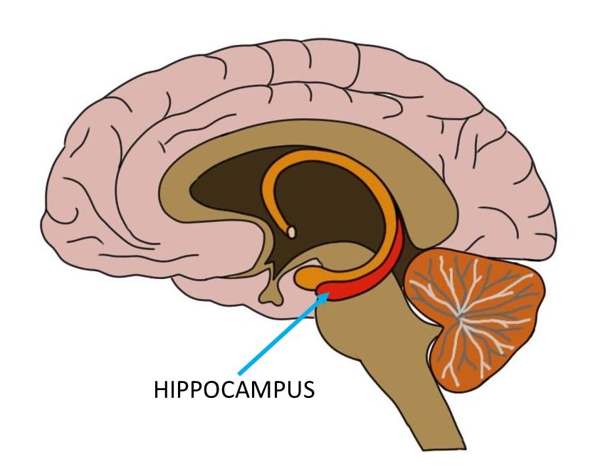 Know your brain: Hippocampus — Neuroscientifically Challenged
