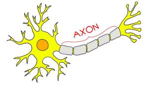 The location of an axon in a brain cell (neuron).
