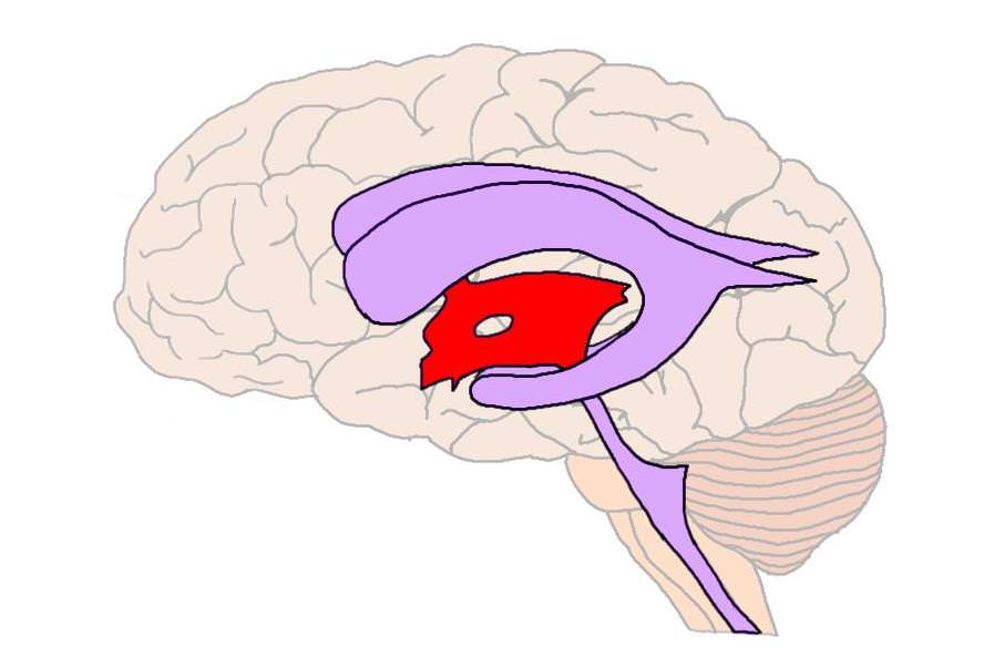 Third ventricle - definition — Neuroscientifically Challenged
